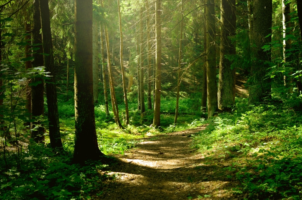foret camping haute marne