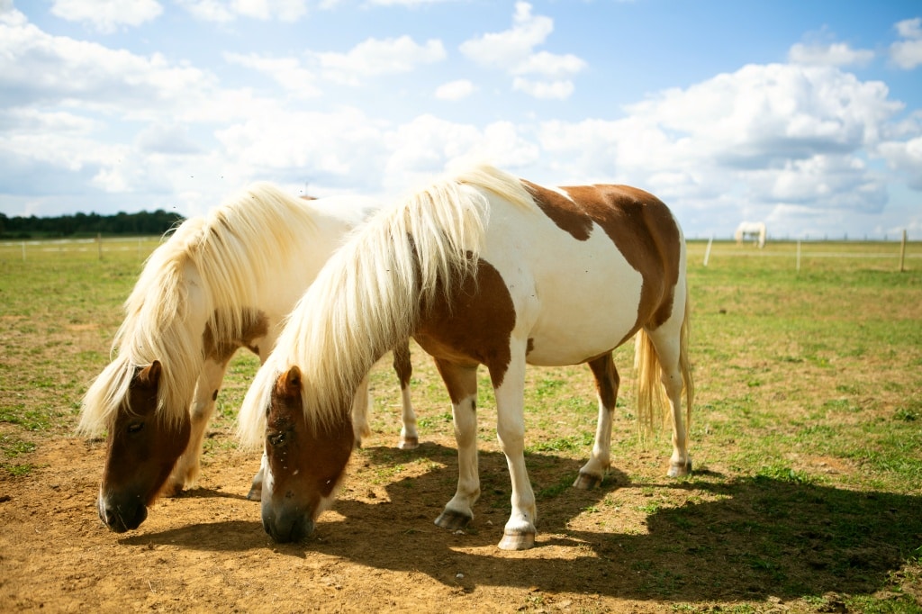 chevaux camping haute marne
